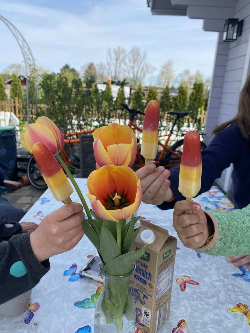 Eis-Tulpe am Geburtstag im Garten 