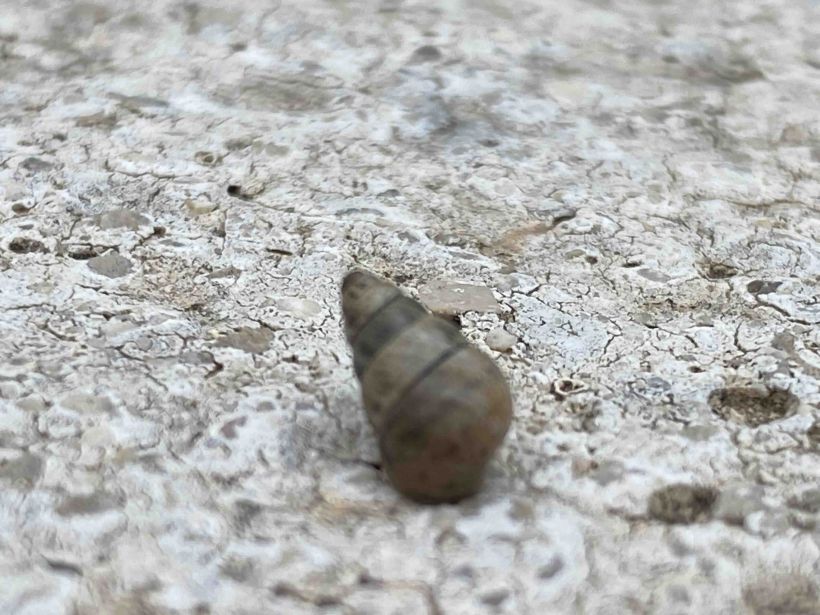 spanische schnecke 