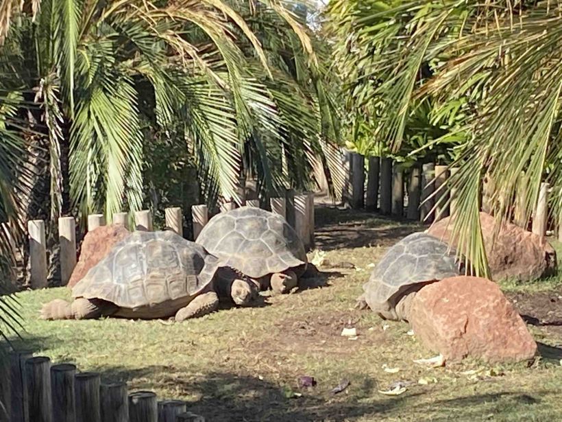 riesenschildkröte